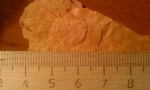 Lepidophloios sp.