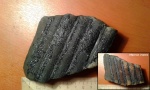 Sigillaria sp. (без листовых рубцов)