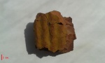 Sigillaria sp.