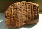 Sigillaria elongata