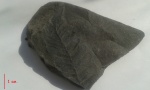 Классический Neuropteris