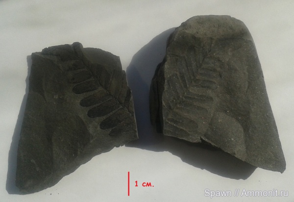 растения, птеридоспермы, Neuropteris