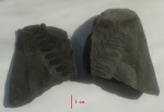 Близнецы (Neuropteris)