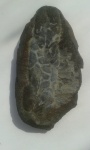 Листочек Neuropteris(а)