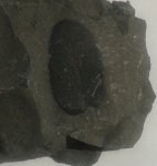 "Пёрышко" Neuropteris(а)