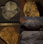 Reticulatia huecoensis (King) с мыса Чайка (Пай-Хой)