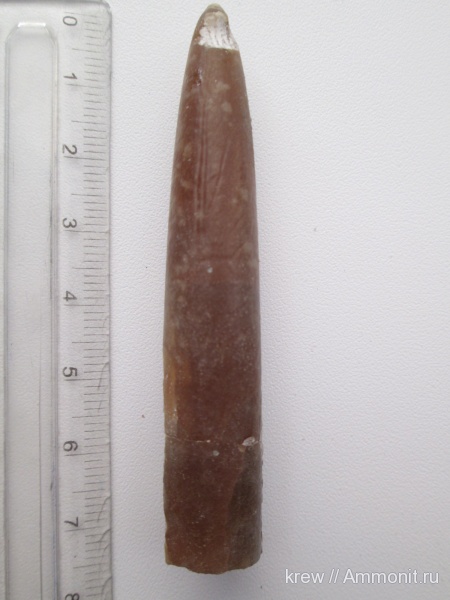 белемниты, мел, головоногие моллюски, мезозой, Cretaceous, belemnites