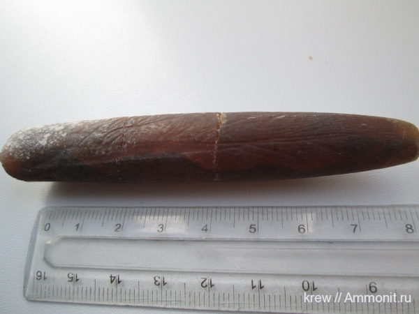 белемниты, мел, головоногие моллюски, мезозой, Cretaceous, belemnites