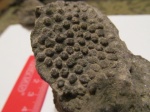 Stylina