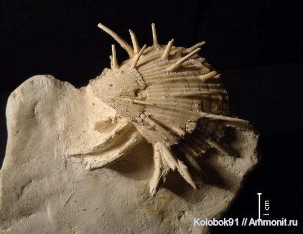 Spondylus