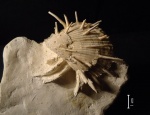 Spondylus