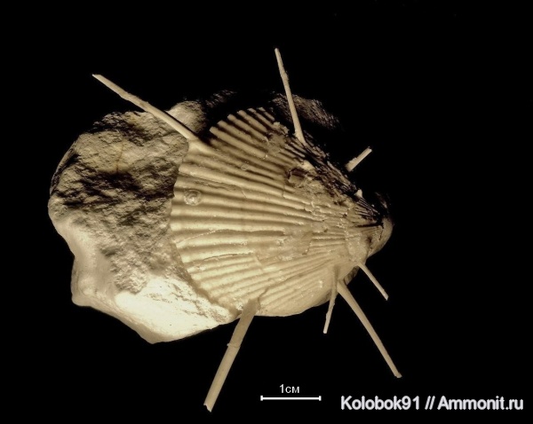 Spondylus