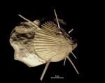 Spondylus № 3