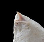 Аnomotodon