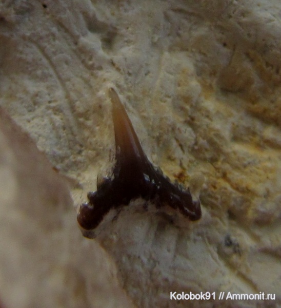 Synechodus