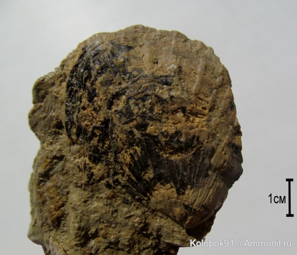 Lyriopecten
