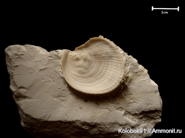 Spondylus dutempleanus