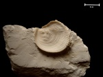 Spondylus dutempleanus ?