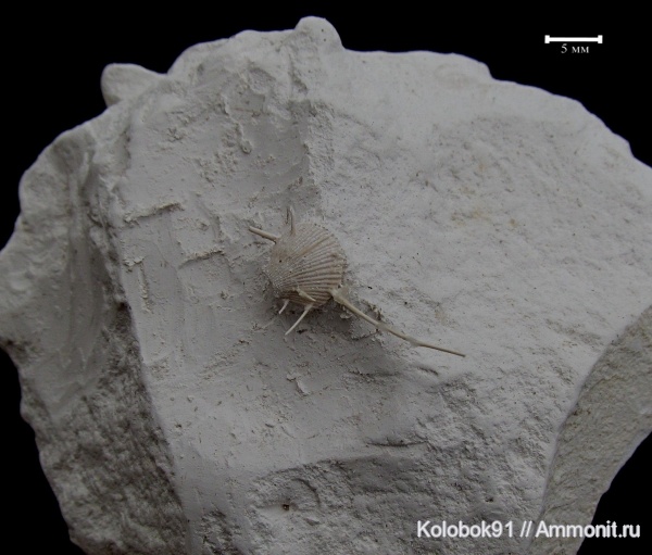 Spondylus