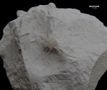 Spondylus