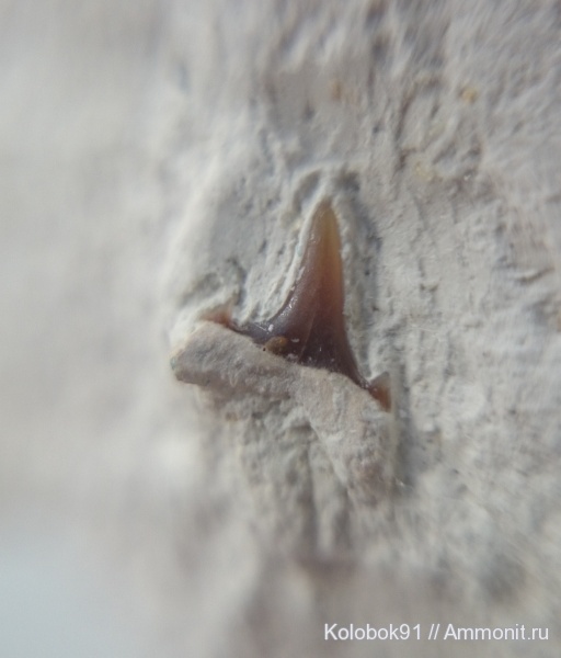 Eostriatolamia