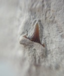 Eostriatolamia