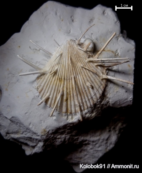 Spondylus