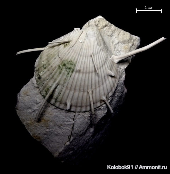 Spondylus