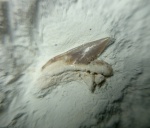 Palaeoanacorax