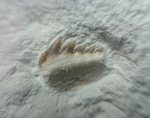 Gladioserratus