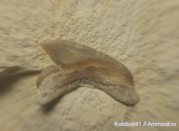 Palaeoanacorax