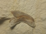 Palaeoanacorax