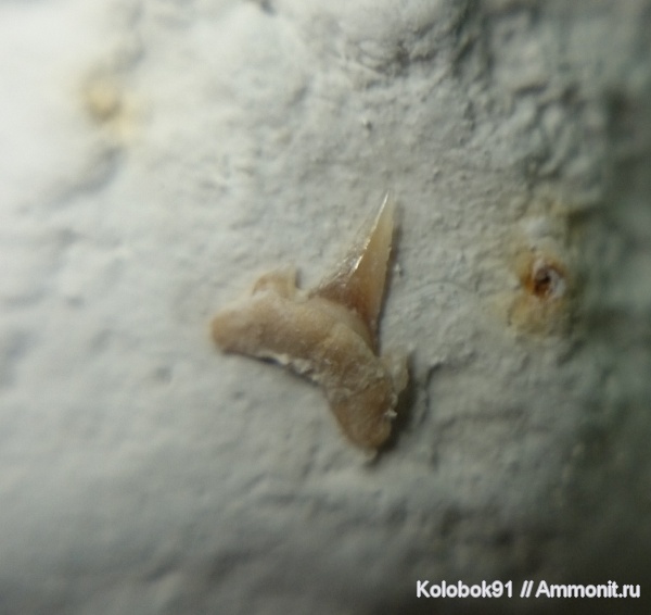 Eostriatolamia