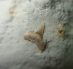 Eostriatolamia