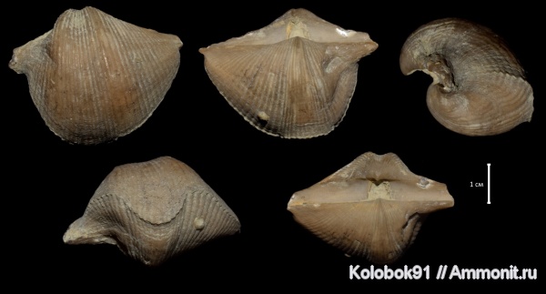 Cyrtospirifer, прижизненные повреждения, Cyrtospirifer rudkinensis, Microconchida, Epizoans, Palaeoconchus, Прижизненные повреждения брахиопод, Прижизненные деформации (уродство) брахиопод, Bioerosion
