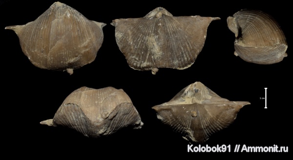Cyrtospirifer, Microconchida, Sphenothallus, Epizoans, Palaeoconchus, Прижизненные повреждения брахиопод, Sphenothallus holdfast