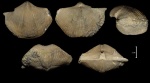 Cyrtospirifer rudkinensis со сменой направления роста раковины(?)