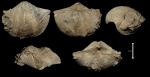 Cyrtospirifer rudkinensis с поселенцами
