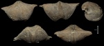 Cyrtospirifer rudkinensis с остановками роста