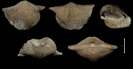 Cyrtospirifer rudkinensis с деформацией раковины Cyrtospirifer rudkinensis с деформацией раковины