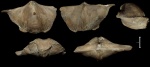 Cyrtospirifer rudkinensis