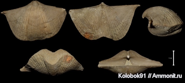 Cyrtospirifer, Cyrtospirifer rudkinensis, Hederella, Sphenothallus, Epizoans, Sphenothallus holdfast