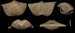 Cyrtospirifer rudkinensis с холдфастами  Sphenothallus (?)