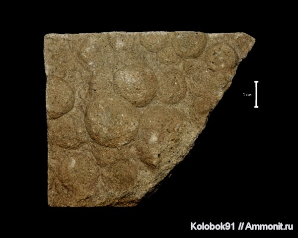 Nemiana, Nemiana simplex