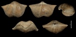 Cyrtospirifer rudkinensis с поселенцами