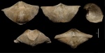 Cyrtospirifer rudkinensis с мшанкой  Hederella