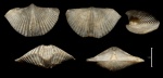 Ювенильная  Cyrtospirifer schelonicus с поселенцем