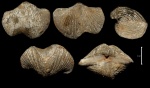 Cyrtospirifer schelonicus с асимметрией