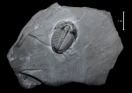 Elrathia kingii Meek, 1870