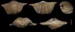 Cyrtospirifer rudkinensis с прижизненным повреждением